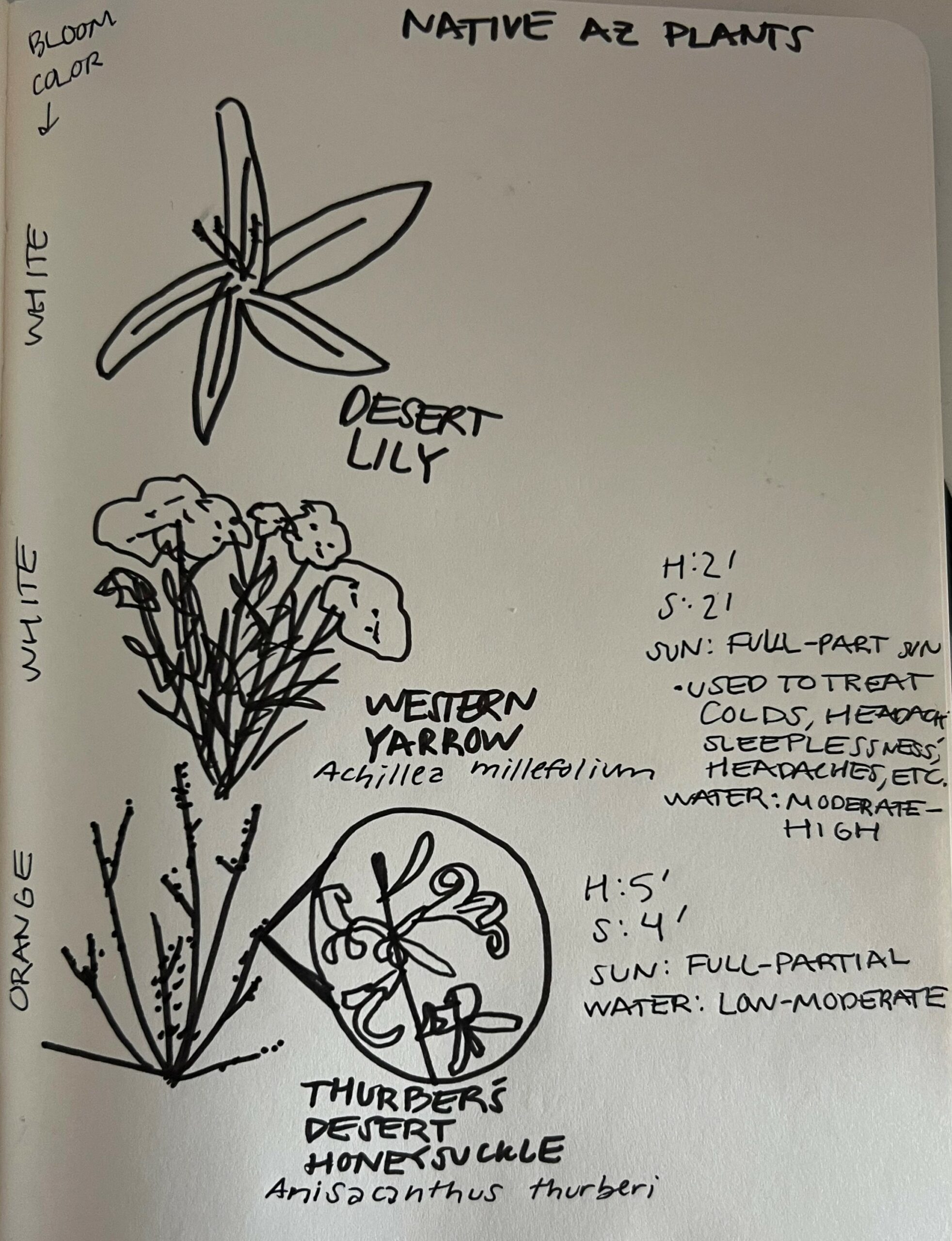 early sketch of the native arizona plants included in landscape architecture plans.